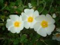 Cistus salvifolius